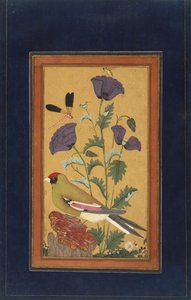 雀科，罂粟，蜻蜓和蜜蜂，1650-70（不透明的wc和黄金在纸上） 作者 印度学校