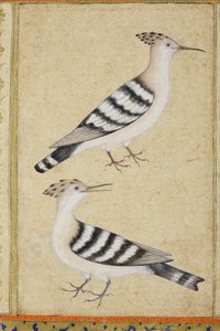 Hoopoes，c.1590（不透明的wc和黄金在纸上） 作者 印度学校