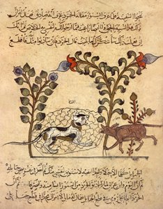 猫和老鼠，"Kalila va dimna "中的阿拉伯缩影 作者 印度学校