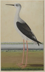 风景中的水鸟，约1780年（纸上的不透明水彩） 作者 印度学校