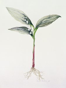 铃兰，1995（wc） 作者 爱奥娜·霍登（Iona Hordern）