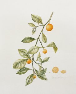 观赏橙，1995（wc） 作者 爱奥娜·霍登（Iona Hordern）