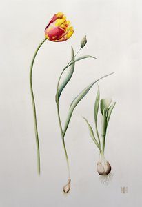 Parrot Tulip，1995（wc） 作者 爱奥娜·霍登（Iona Hordern）