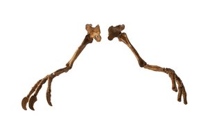 拥有巨臂和巨爪的蒙古恐龙 Deinocheirus。 作者 艾拉·布洛克