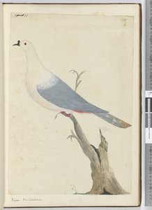 F.11鸽子。新喀里多尼亚，1772-75（wc） 作者 艾萨克·史密斯