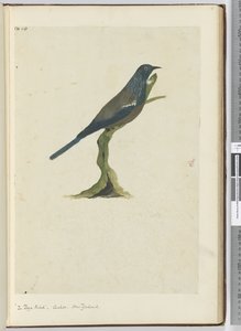 F.20 poya鸟，杜鹃。新西兰，1772-75（wc）