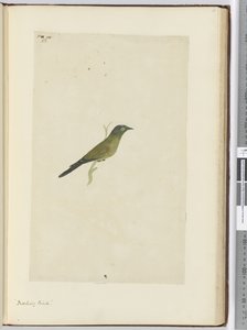 F.22嘲弄鸟，1772-75（wc） 作者 艾萨克·史密斯