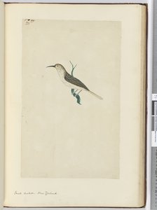 F.23小杜鹃。新西兰，1772-75（wc）
