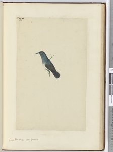 F.25大扇尾。新西兰，1772-75（wc） 作者 艾萨克·史密斯