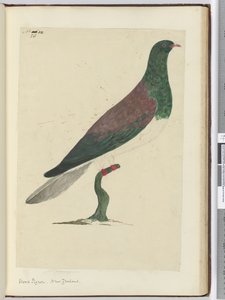 F.26木鸽。新西兰，1772-75（wc）