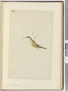 F.28杜鹃。新西兰，1772-75（wc） 作者 艾萨克·史密斯