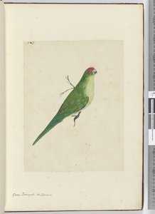 F.2绿色parroquet。新西兰，1772-75（wc） 作者 艾萨克·史密斯