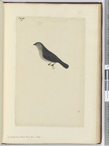 F.30新西兰鸟类如知更鸟一样驯服，1772-75（wc） 作者 艾萨克·史密斯