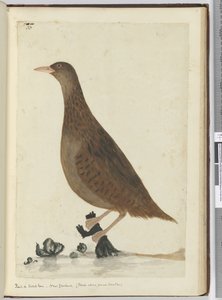 F.33铁路或木母鸡。新西兰。 （关于小溪的饲料），1772-75（wc）