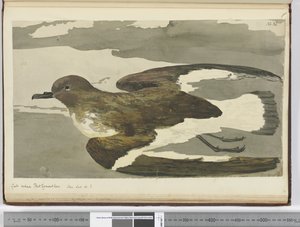 F.38 Gull叫Port Egmont母鸡。看到拉特。 50 S.，1772-75（wc）