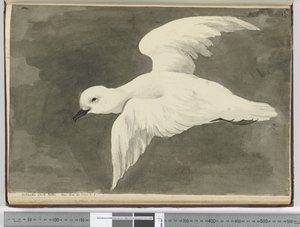 F.39南极白海燕。看到拉特。 60到拉特。 71 S.，1772-75（wc） 作者 艾萨克·史密斯