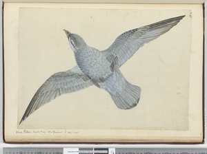 F.41蓝色海燕。新西兰暗淡湾。在高纬度，1772-75（wc）