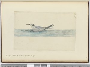 F.45在好望角附近看到的小灰色海燕（？）。 1772年10月1772-75（wc） 作者 艾萨克·史密斯