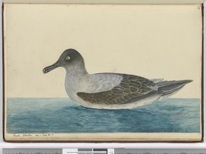 F.49在拉特看到的小信天翁。 65 S.，1772-75（wc） 作者 艾萨克·史密斯