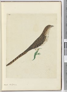 F.4鹰。新西兰，1772-75（wc） 作者 艾萨克·史密斯