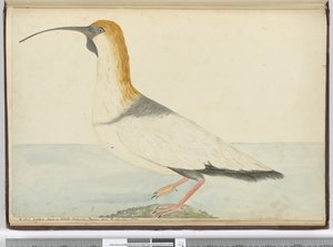 F.52新的麻鹬。 1774年1月17日，1772-75（wc）在Staten Island Tierra del Fuego上看到