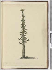 F.54新喀里多尼亚南端松树岛上的一种云杉松，高大的桅杆非常大。 1774年9月17日，1772-75（wc） 作者 艾萨克·史密斯