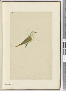 F.5小杜鹃。新西兰，1772-75（wc） 作者 艾萨克·史密斯