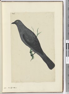 F.6乌鸦。新喀里多尼亚，1772-75（wc） 作者 艾萨克·史密斯