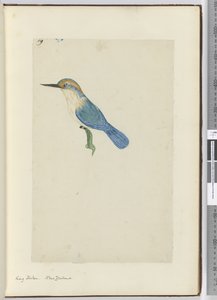 F.9 King fisher。新西兰，1772-75（wc） 作者 艾萨克·史密斯