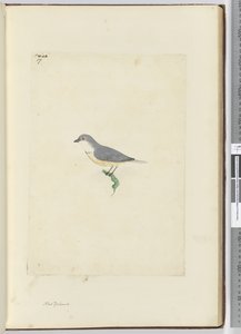 f.17身份不明的新西兰鸟类，1772-75（wc） 作者 艾萨克·史密斯