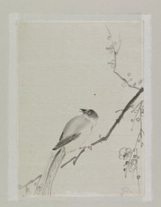 樱桃树枝上的小鸟 作者 石川喀山
