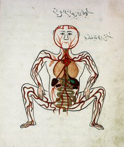阿拉伯医学：“血液循环和消化系统” 解剖手稿“Tashrih bi al-Taswir”（人体解剖学）的缩影，曼苏尔 (Mansur) ibn Ilyas（约 1390 年） 17 世纪伊斯坦布尔，大学图书馆 作者 伊斯兰学校