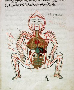 阿拉伯医学：“血液循环和消化系统” 解剖手稿“Tashrih bi al-Taswir”（人体解剖学）的缩影，曼苏尔 (Mansur) ibn Ilyas（约 1390 年） 17 世纪伊斯坦布尔，大学图书馆 作者 伊斯兰学校
