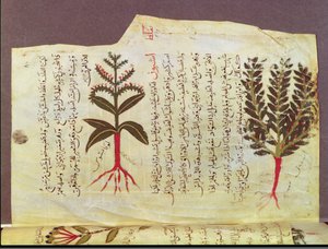 Arabe女士4947年代，84岁，植物来自Dioscoride的论文，13世纪 作者 伊斯兰学校