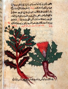 Page from a medical herbarium (manuscript 作者 伊斯兰学校