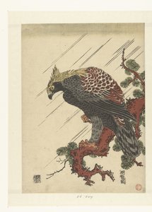 雨中松枝上的鹰 作者 oda田K