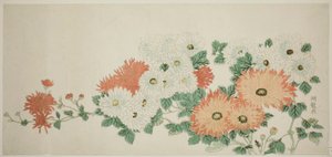 菊花 作者 oda田K