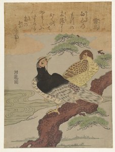 雷鸟
雷鸟 作者 oda田K