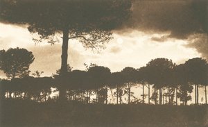 拉文纳，La Pineta di Classe（黑白照片） 作者 意大利摄影师