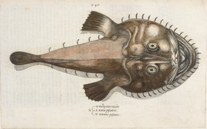 蟾蜍鱼，插图选自 Ippolito Salviani 的《Aquatilium Animalium Historiæ liber primus》。 作者 意大利学校
