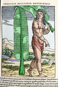 站在烟叶旁的西印度人。 来自“Navigationi and Viaggi”一书的雕刻。 乔瓦尼·巴蒂斯塔·拉穆西奥 (Giovanni Battista Ramusio，1485-1557) 于 1565 年在威尼斯创作的三世。 作者 Italian School