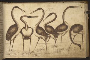 附录：82955，f.110 鸟类。82955，f.110 鸟类，选自《动物史》（由 245 幅不同种类动物和神兽的笔墨图画组成，每幅图画都附有说明），1595 年 作者 意大利学校