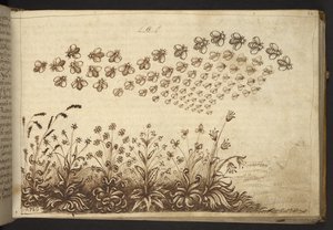 Add.82955，f.64 蜜蜂（"猿"），选自 Historia Animalium，（包括 245 幅不同种类动物和神兽的笔墨画，每幅画都附有说明。 作者 意大利学校