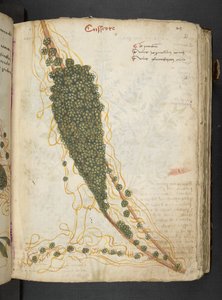 添加 MS 41623“草药”，贝卢诺（牛皮纸上的墨水和颜色） 作者 意大利学校