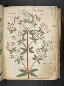 添加 MS 41623 "一味草药"，贝鲁诺（牛皮纸上的墨水和色彩） 作者 意大利学校