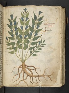 添加 MS 41623“草药”，贝卢诺（牛皮纸上的墨水和颜色） 作者 意大利学校