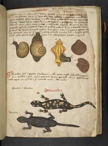 添加 MS 41623 Chiocciole 和 Salamandra，来自贝卢诺的“草药”（牛皮纸上的墨水和颜色） 作者 意大利学校