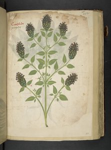 添加 MS 41623 f.103r Consolida，选自贝鲁诺的 "A herbal"（牛皮纸上的墨水和彩色）。 作者 意大利学校