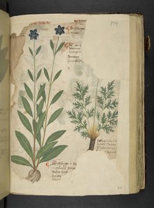 添加 MS 41623 f.104r Sassifraga，来自贝卢诺的“草药”（牛皮纸上的墨水和颜色） 作者 意大利学校