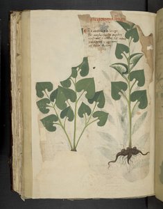 添加 MS 41623 f.104v Anthurium，选自贝鲁诺 "A herbal"（牛皮纸上的墨水和色彩） 作者 意大利学校